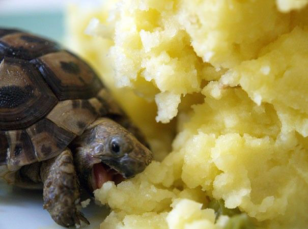 Baby Tortoise Loves Eating Mashed Potato