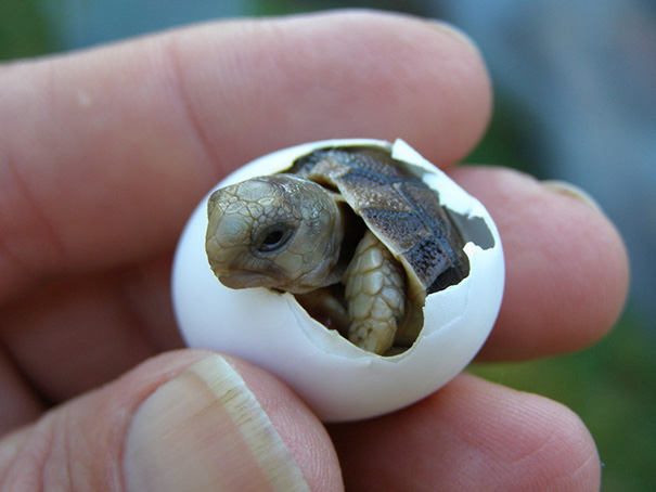 Baby Tortoise