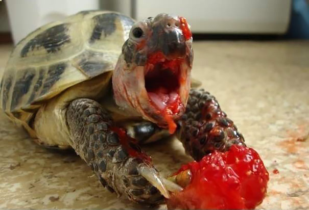Tortoise Eating Strawberry