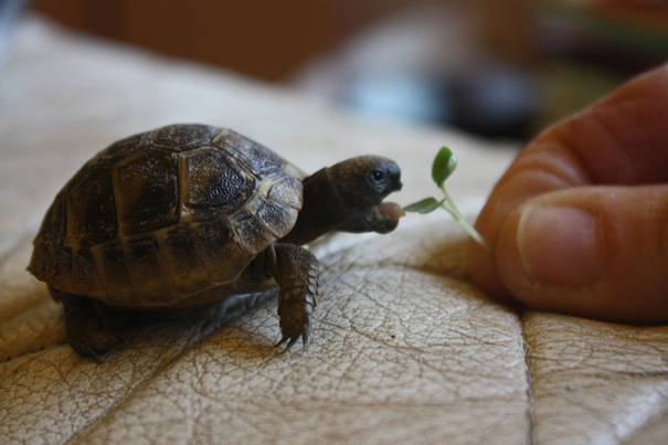 Mini Tortoise