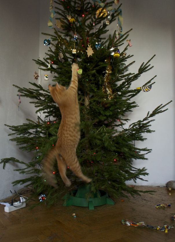 Orange cat playing with Christmas tree ornaments, hanging mid-air, surrounded by festive decorations.