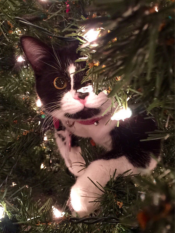 Black and white cat humorously nestled between Christmas tree branches with lights.