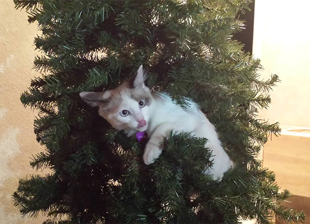 Cat stuck in Christmas tree licking its nose, surrounded by branches and decorations.
