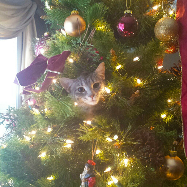 Cat peeking through a decorated Christmas tree, surrounded by ornaments and lights.