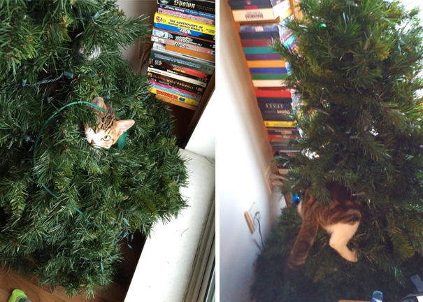 Cat playfully hiding inside a Christmas tree, surrounded by festive ornaments and branches.