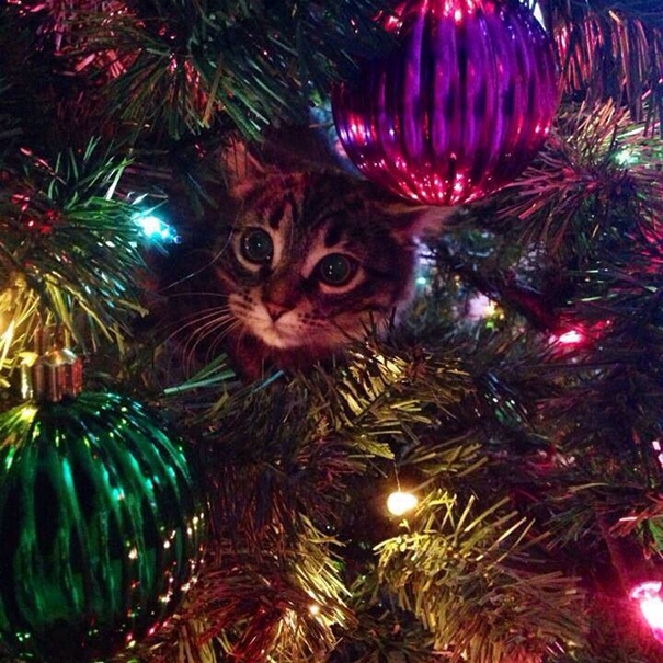 Cat nestled in a Christmas tree with colorful ornaments and lights, illustrating a humorous festive scene.