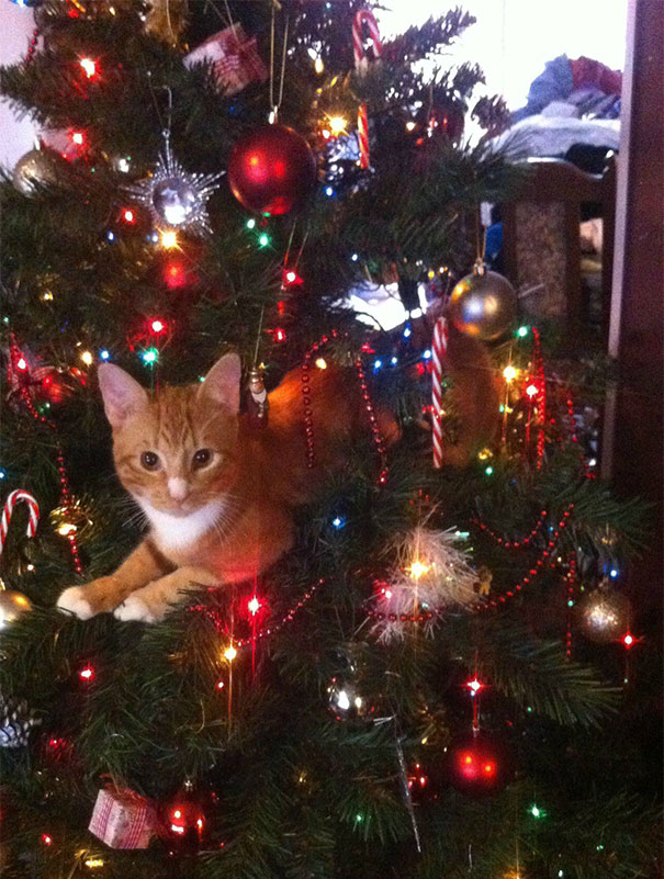 Orange cat nestled in a decorated Christmas tree, surrounded by ornaments and lights.