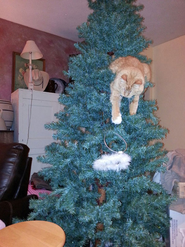 Cat climbing a Christmas tree, playfully perched among branches, embodying funny holiday antics with feline curiosity.