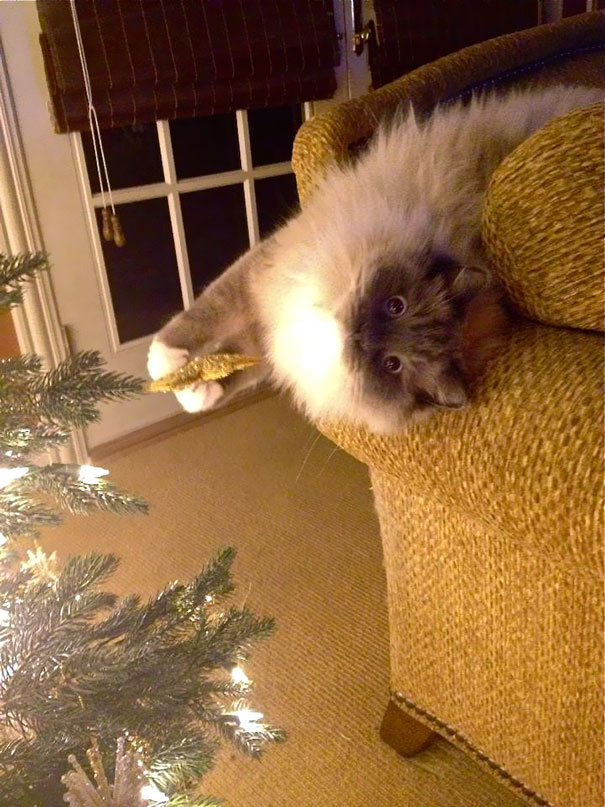 Cat on couch playfully reaching for Christmas tree, capturing a festive and humorous moment.