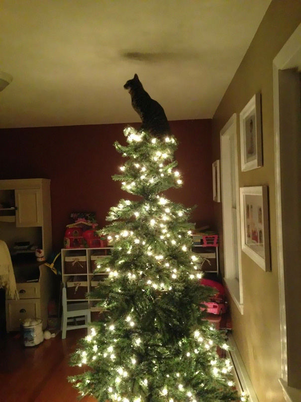 Cat perched atop a lighted Christmas tree in a living room.
