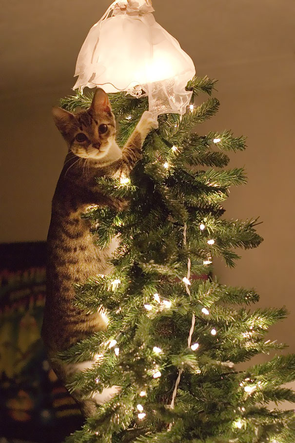 Cat climbing a Christmas tree, playfully trying to topple the crown, surrounded by glowing lights.