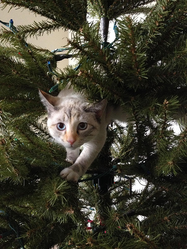 White cat climbing in a Christmas tree, peeking through branches.
