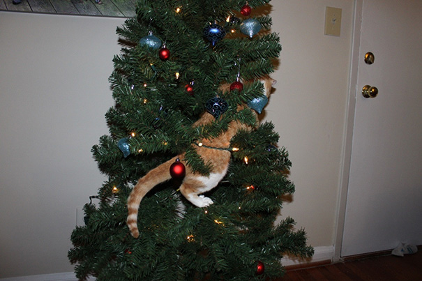 Cat stuck in Christmas tree amidst ornaments and lights, showcasing funny holiday mischief.