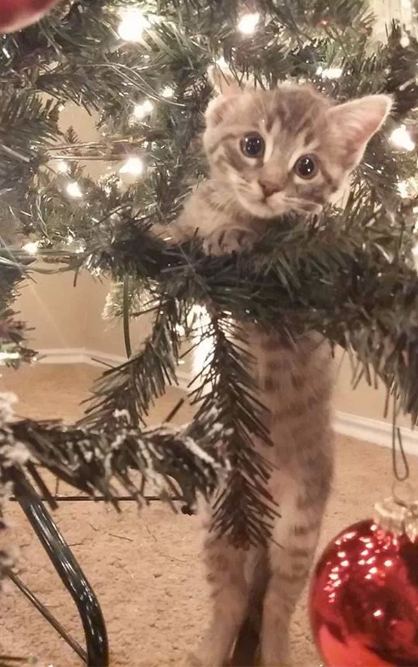 Kitten peeking through Christmas tree branches, embodying festive mischief.