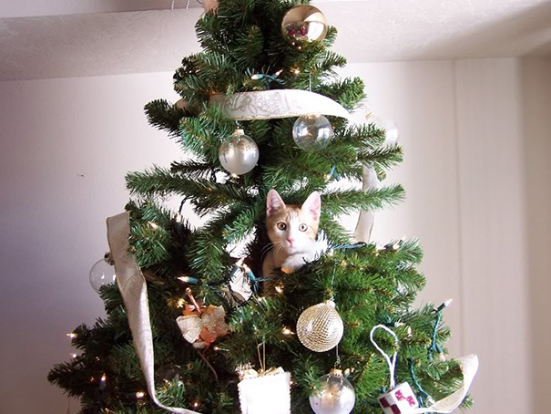 Cat nestled in a decorated Christmas tree, surrounded by ornaments and ribbons.