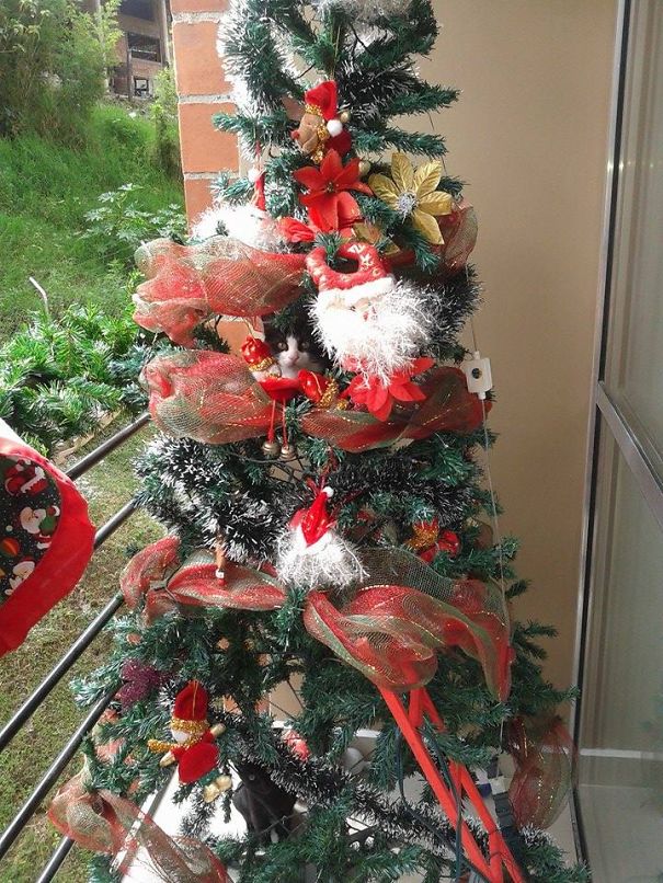 Cat playfully hiding in a Christmas tree on the balcony, surrounded by red and gold decorations.