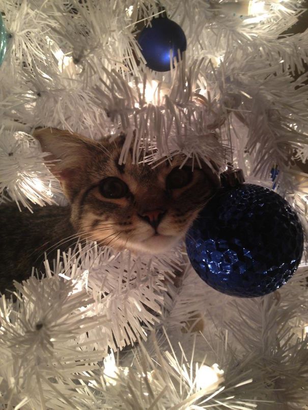 Cat nestled in a white Christmas tree among blue ornaments, creating a festive and humorous scene.