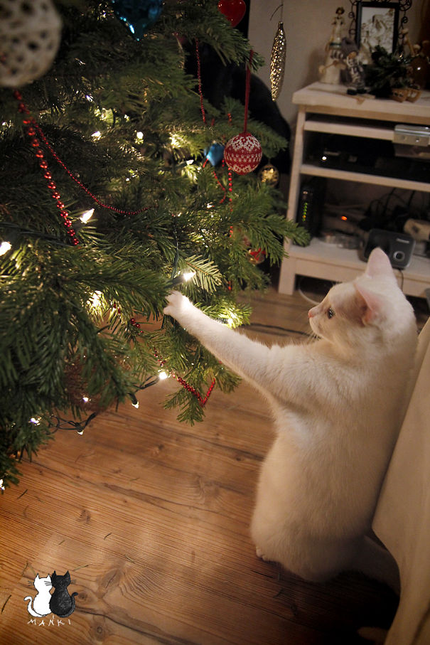 White cat playing with Christmas lights in a tree, surrounded by festive decor.