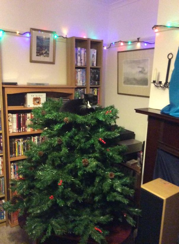 Black cat perched atop a Christmas tree amid festive decorations.