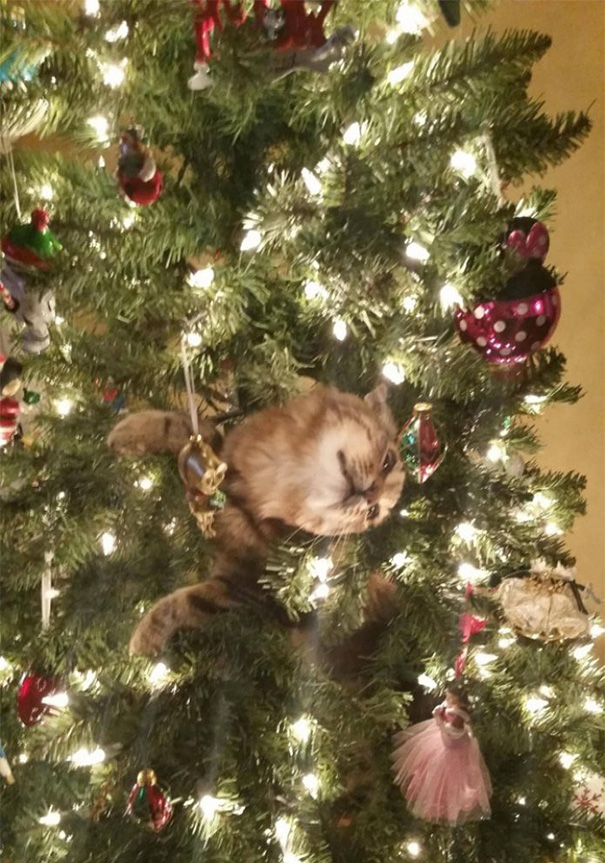 Cat humorously entangled in Christmas tree branches, surrounded by lights and ornaments.