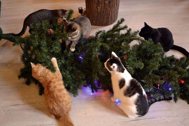 Five cats playing with a fallen Christmas tree, adding humor to the festive scene.
