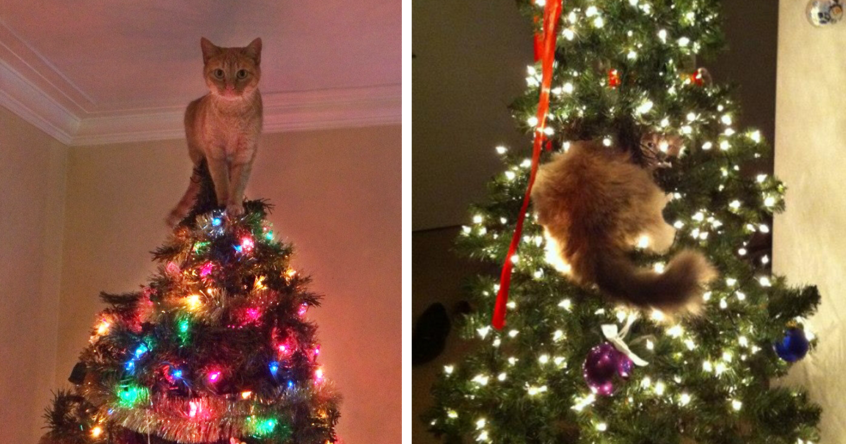 Under the Mistlepaw: 50 Funny Images of Cats in Christmas Trees