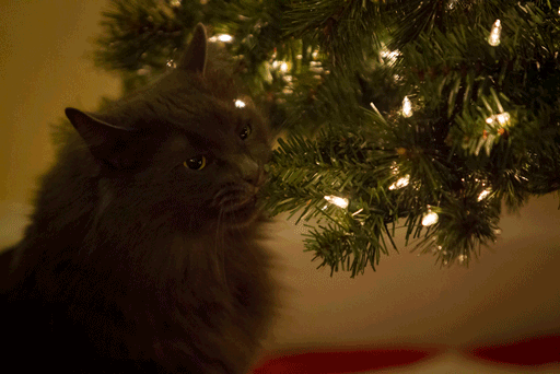 Cat biting a Christmas tree branch with lights, capturing a funny moment under the mistlepaw.