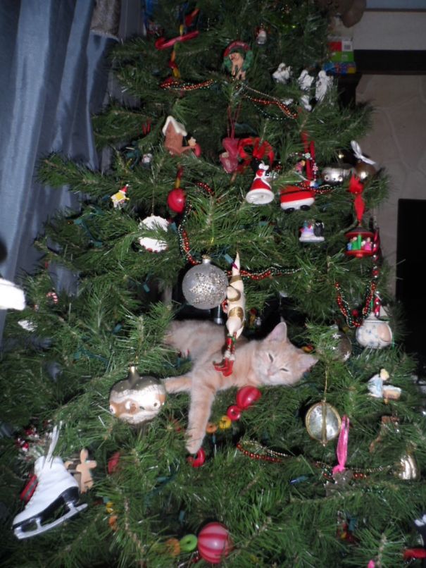 Cat sleeps cozily inside a decorated Christmas tree, surrounded by ornaments and holiday decor.