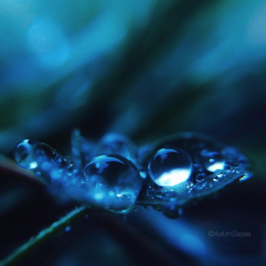Macro Photos Of Early Morning Dew