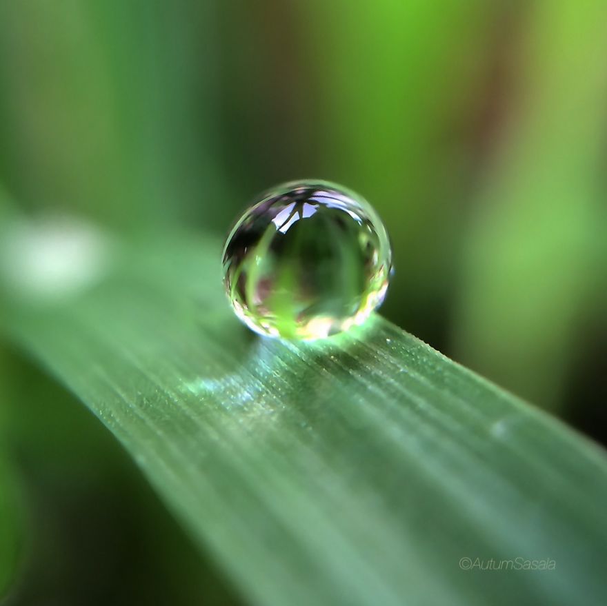 Macro Photos Of Early Morning Dew