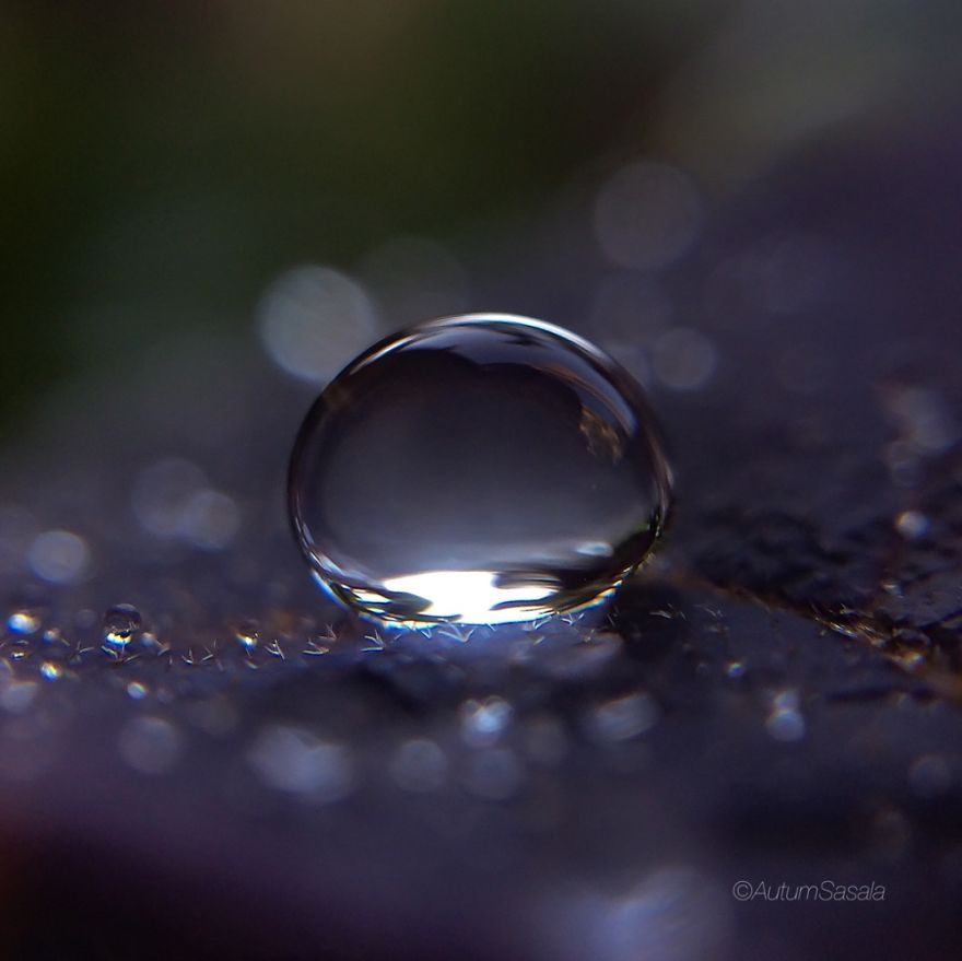 Macro Photos Of Early Morning Dew
