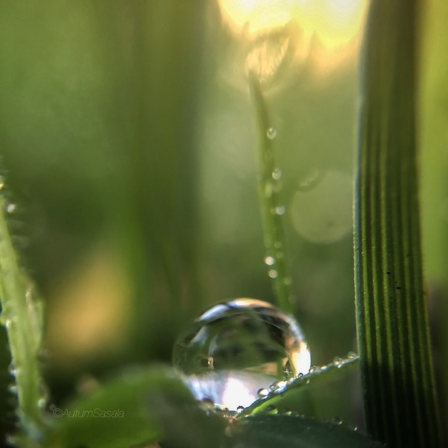 Macro Photos Of Early Morning Dew