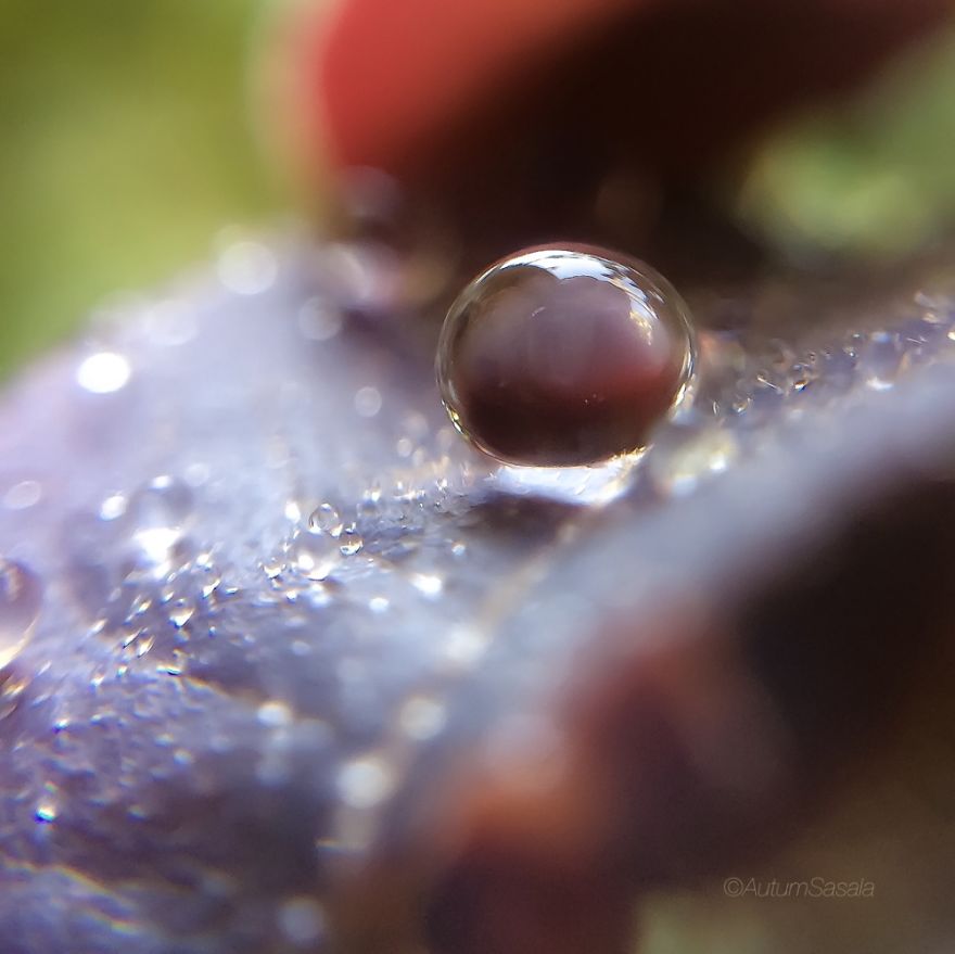 Macro Photos Of Early Morning Dew