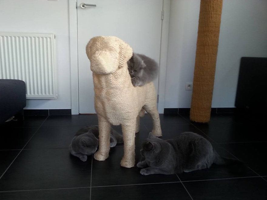 dog-shaped-scratching-post-erik-stehmann-9 dog-shaped-scratching-post-erik-stehmann-9