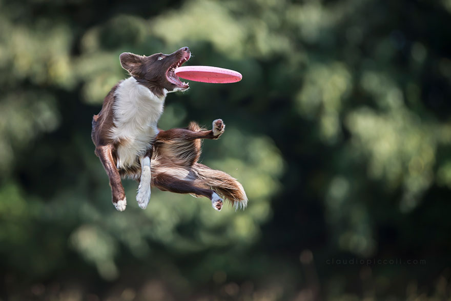 Dogs Can Fly