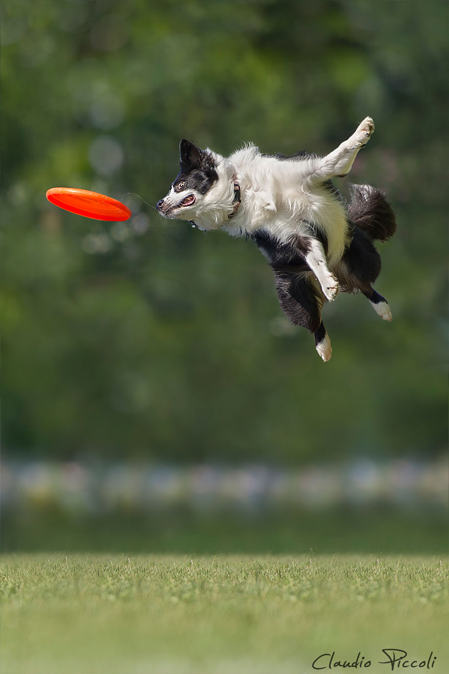 Dogs Can Fly