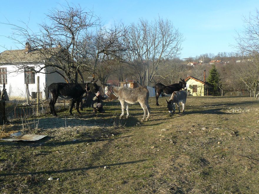 Donkey Duo Saved From Being Turned Into Sausages On Christmas Donkey Duo Saved From Being Turned Into Sausages On Christmas