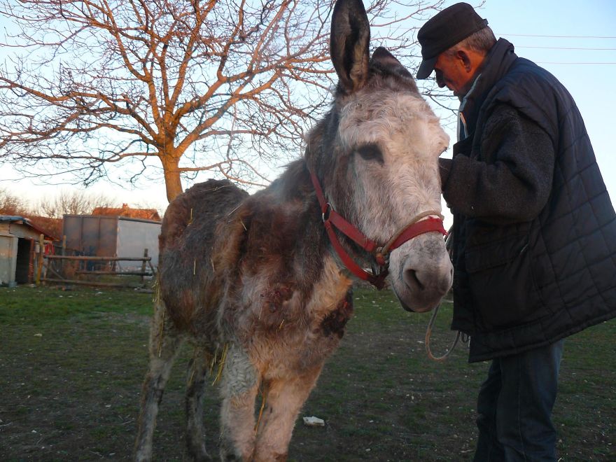 Donkey Duo Saved From Being Turned Into Sausages On Christmas Donkey Duo Saved From Being Turned Into Sausages On Christmas