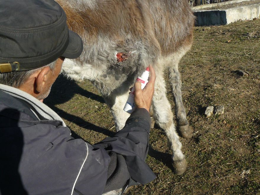 Donkey Duo Saved From Being Turned Into Sausages On Christmas Donkey Duo Saved From Being Turned Into Sausages On Christmas