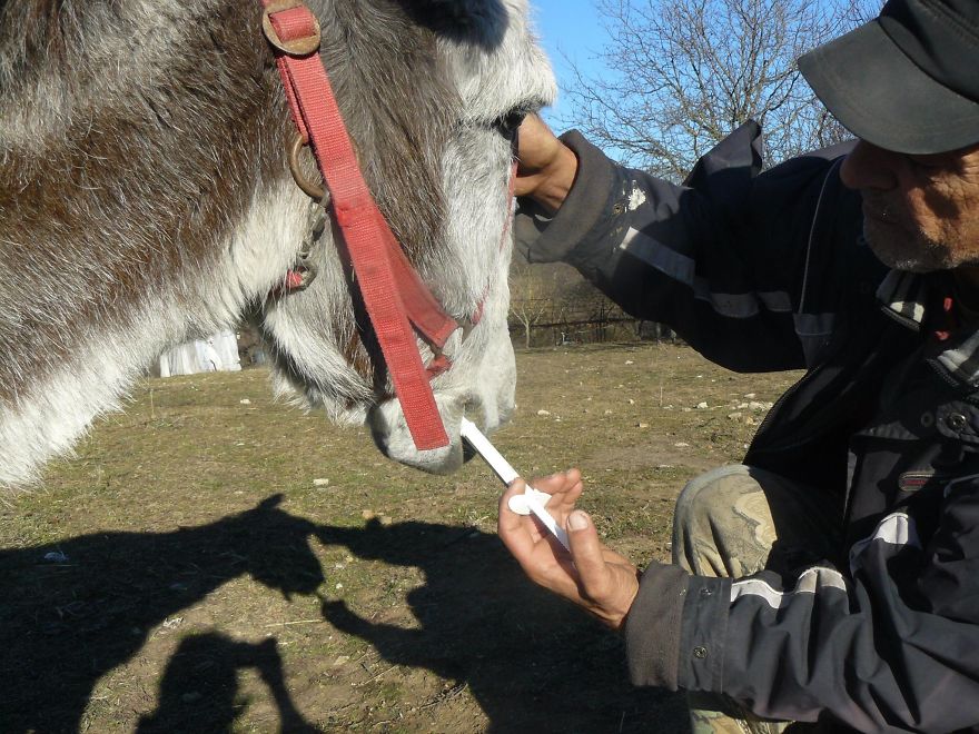 Donkey Duo Saved From Being Turned Into Sausages On Christmas Donkey Duo Saved From Being Turned Into Sausages On Christmas