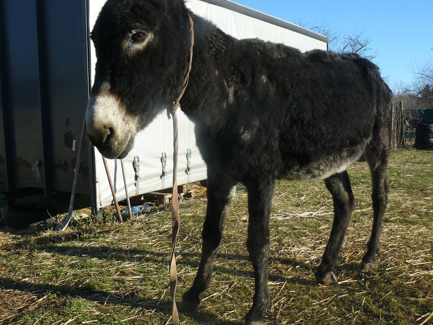 Donkey Duo Saved From Being Turned Into Sausages On Christmas Donkey Duo Saved From Being Turned Into Sausages On Christmas