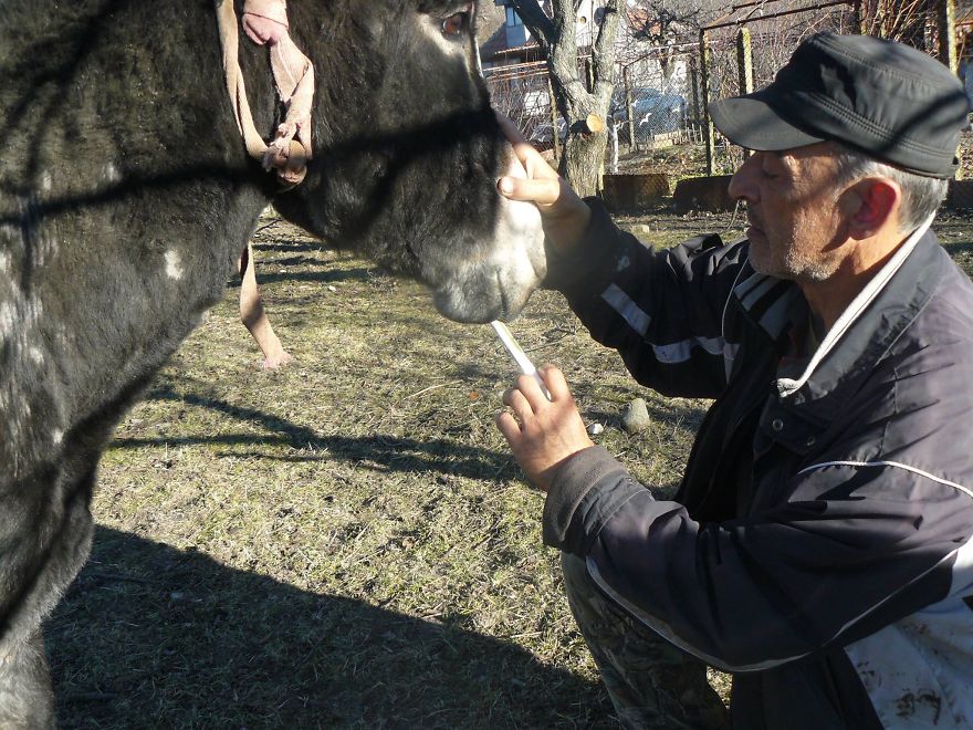 Donkey Duo Saved From Being Turned Into Sausages On Christmas Donkey Duo Saved From Being Turned Into Sausages On Christmas