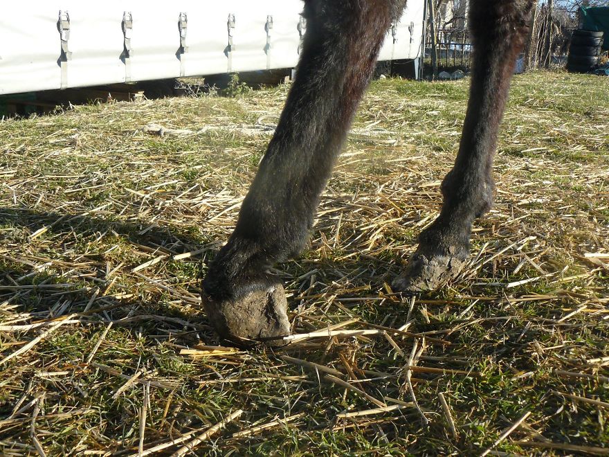 Donkey Duo Saved From Being Turned Into Sausages On Christmas Donkey Duo Saved From Being Turned Into Sausages On Christmas