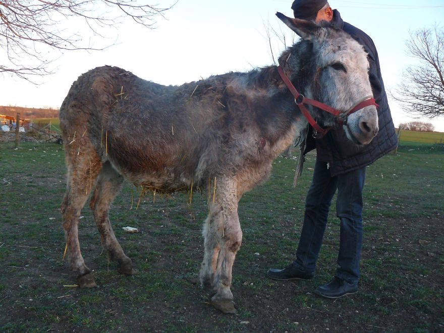 Donkey Duo Saved From Being Turned Into Sausages On Christmas Donkey Duo Saved From Being Turned Into Sausages On Christmas