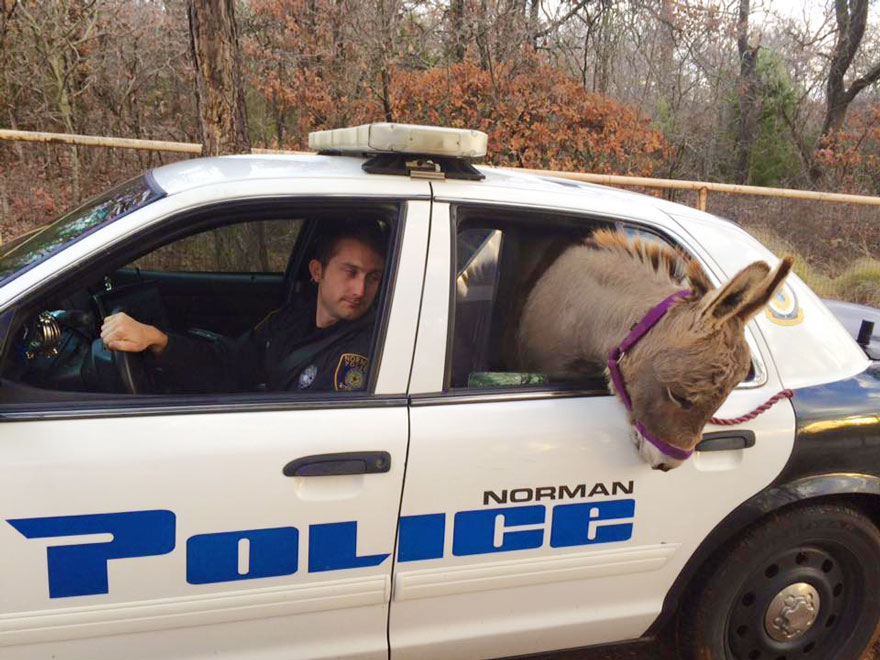 donkey-rides-cop-car-police-officer-kyle-canaan-1 donkey-rides-cop-car-police-officer-kyle-canaan-1