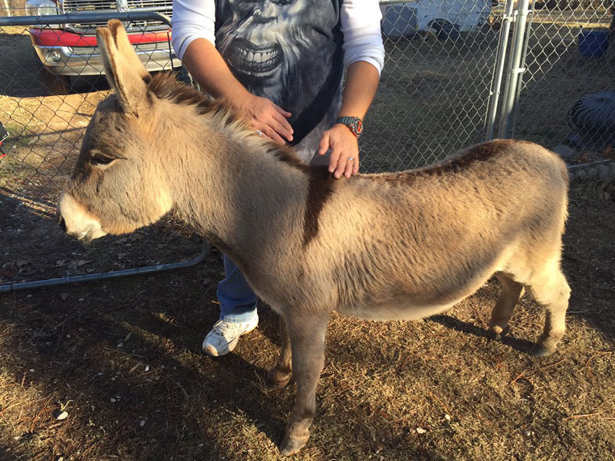 donkey-rides-cop-car-police-officer-kyle-canaan-2 donkey-rides-cop-car-police-officer-kyle-canaan-2