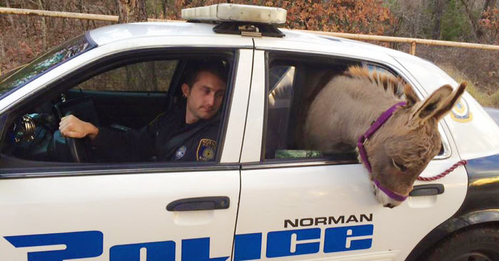 Cop Rescues Donkey From Getting Hit By Traffic, Donkey Thanks Him In A Way He Didn’t Expect