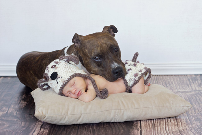 Baby And Pitbull Puppy