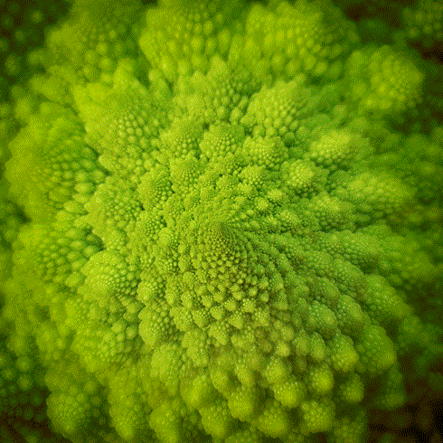 Romanesco Broccoli