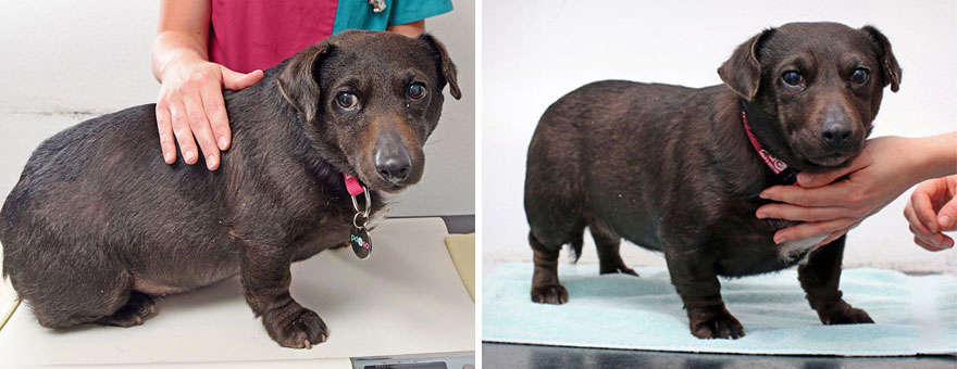 fat-animals-lose-weight-obesity-pet-fit-club-pdsa-uk-13 fat-animals-lose-weight-obesity-pet-fit-club-pdsa-uk-13